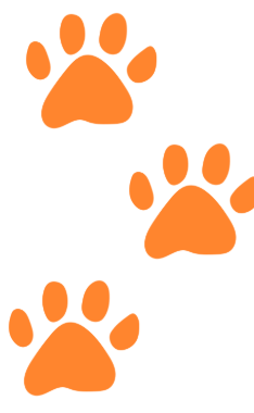 banner-shap-5